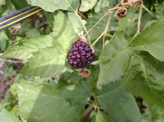 Бойсенберри Торнлесс ((Thornless Boysenberry. Nectarberry)